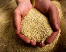 La quínoa se produce en la región andina.